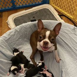 Boston Terriers from Avalon