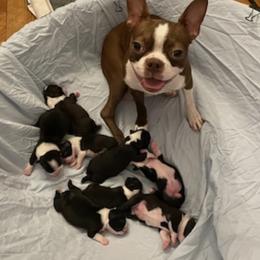 Boston Terriers from Avalon