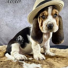 XOXO - Black white and brown female Basset Hound puppy in Dingess, West Virginia from Tuckers' Howling Hounds