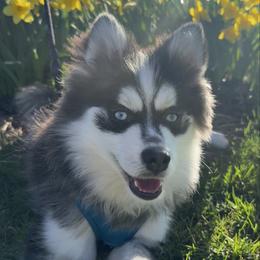 Lewis - Pomsky
