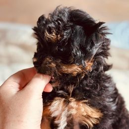 Bernedoodle, Goldendoodle, Poodle, Schnoodle, and Sheepadoodle Puppies from Boise Doodle Co.