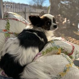 Carlie - Chihuahua