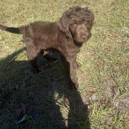Labradoodle Puppies from CC Labradoodles