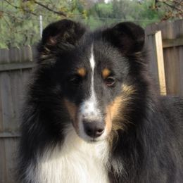 Shetland Sheepdogs from Celebration Shelties