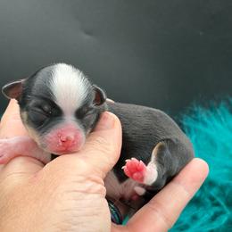 Checkers - Black and tan male Chihuahua puppy in Franklin, North Carolina from A&J Cutie Pawtooties