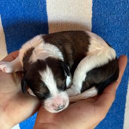Boy 4 - Tri-color male Bernedoodle puppy in Longmont, Colorado from Colorado Miniature Bernedoodle Puppies