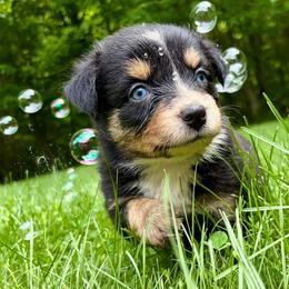 Girl 4 - Black tri female Miniature Australian Shepherd puppy in Turner, Maine from Bear Pond Aussies / Leonbergers of Maine