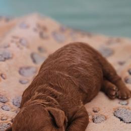 Mini - Red female Cavapoo puppy in Glendale, Arizona from Cool Cavapoos
