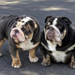 Bulldog puppies from G bulldogs