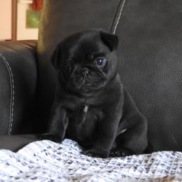 AKC black female - Black female Pug puppy in Fall Creek, Wisconsin from Heartville Pugs