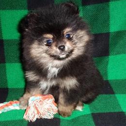 Sadie - AKC registered - Black and tan parti female Pomeranian puppy in Jefferson City, Missouri from MJ’s Pomeranians