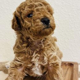 Cavapoo, Cockapoo, Goldendoodle, and Maltipoo Puppies from Perdue Puppies