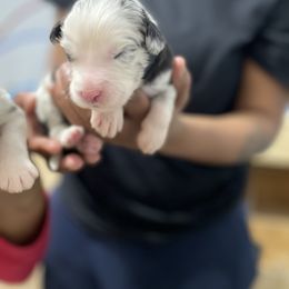 Kristoff - Merle Assorted Doodle Crosses puppy in Powder Springs, Georgia from Everyone Loves Doodlez