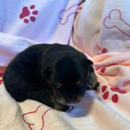 Sassy's girl - Black and tan female Pomeranian puppy in Decatur, Iowa from Lisa Greenhalgh