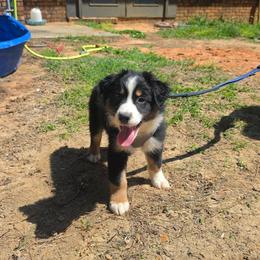 Yellow collar - Black tri-color male Australian Shepherd puppy in Defuniak Springs, Florida from Blue Cypress Stock dogs