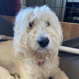 Oats - Goldendoodle
