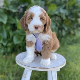 Sully - Caramel male Australian Labradoodle puppy in Elk Grove, California from Sacto Labradoodles