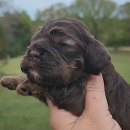 AKC Trouble - Brown and tan male Cocker Spaniel puppy in New Market, Tennessee from Down in the Holler