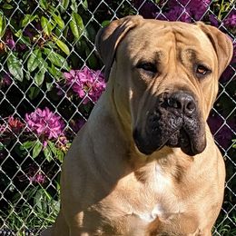 Boerboels from Iron Jaw Boerboels, LLC