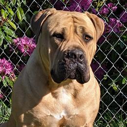 Boerboels from Iron Jaw Boerboels, LLC