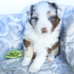 Glow - Red merle female Miniature American Shepherd puppy in Verdi, Nevada from EverSummer Minis