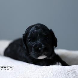 Princeton - Black male Cockapoo puppy in Canastota, New York from Silver City Cockapoos