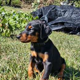 Easton - Black and rust male Doberman Pinscher puppy in Blanchester, Ohio from Battle Creek Dobermans