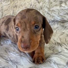 Cappuccino - Chocolate and cream female Dachshund puppy in Granbury, Texas from Bluebonnet Dachshund, LLC