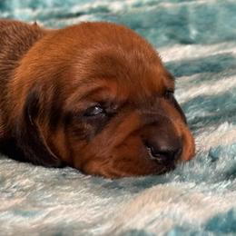 Red Boy 1 - Red male Dachshund puppy in Hickory, Kentucky from NanoDachs