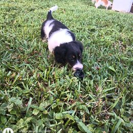 Dachshund Puppies from Miami piebald Dapple Dachshunds