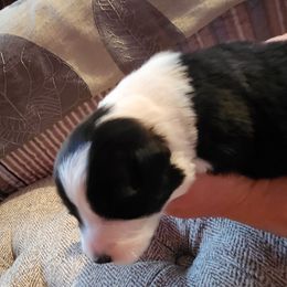 Girl 2 - Border Collie puppy in Mt. Jackson, Virginia from Timeless Border Collies