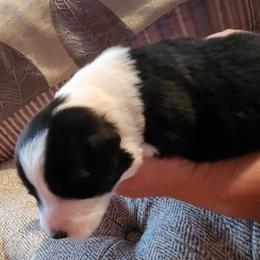 Girl 2 - Border Collie puppy in Mt. Jackson, Virginia from Timeless Border Collies