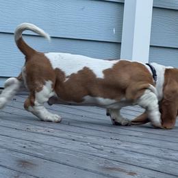 Basset Hound and Bloodhound Puppies from Sandhill Hounds of Nebraska