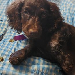Boykin Spaniel and Cockapoo Puppies from Waddell-Kennels