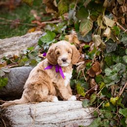 Goldendoodle Puppies from Dean Doodles