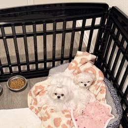 Maltese Puppies from Made to Love Maltese LLC