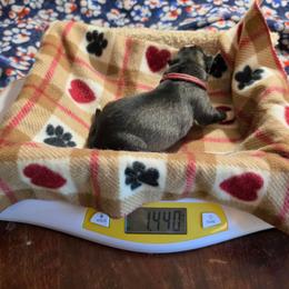 3 Copper - Agouti and white female Siberian Husky puppy in Dane, Wisconsin from Sunny Hurricane Siberians