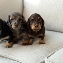 Dachshund Puppies from Gem State Mini Dachshunds
