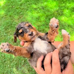 Lambo - Merle male Goldendoodle puppy in Brookville, Pennsylvania from Woodland Mountain Doodles