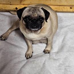 Minnie - Pug