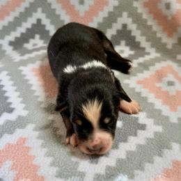 Shamrock - Black tri-color male Australian Shepherd puppy in Clover, South Carolina from Jo’s Aussies