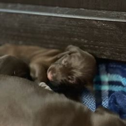German Shorthaired Pointer Puppies from Mercedes Belli's German Shorthaired Pointers