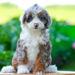 Denali (socialization program student) - Merle female Bernedoodle puppy in Dundee, Ohio from Down Home Doodle