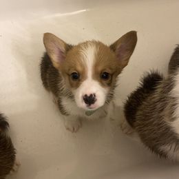 Pembroke Welsh Corgi Puppies from Starrs Soda Factory