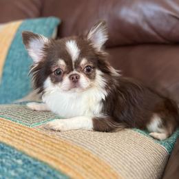 Chihuahua puppies from Tiny Joy