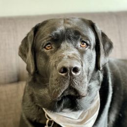 Chief - Labrador Retriever