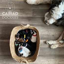 Bernedoodle and Cavapoo Puppies from Sarah Baker