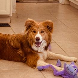 Amber - Border Collie