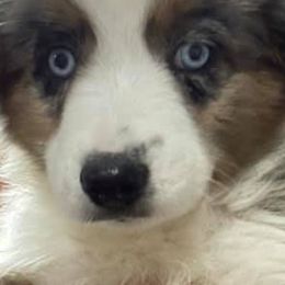 Aussiedoodles, Goldendoodles, Labradoodles, and Miniature Australian Shepherds from J & L Nebraska Dog