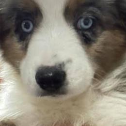 Aussiedoodles, Goldendoodles, Labradoodles, and Miniature Australian Shepherds from J & L Nebraska Dog